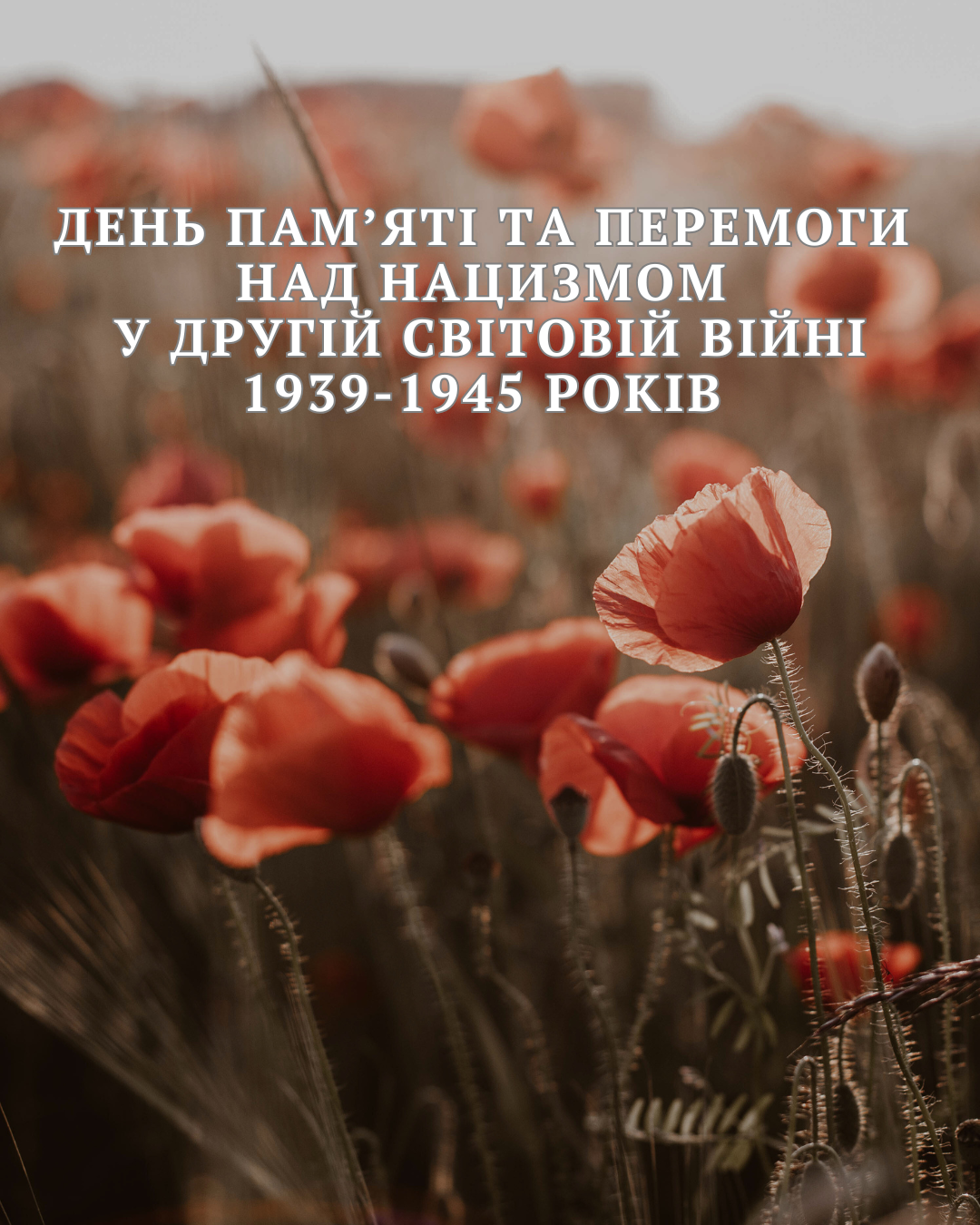 Red Green Poppies Memorial Opening Hours Anzac Day Instagram Post 3